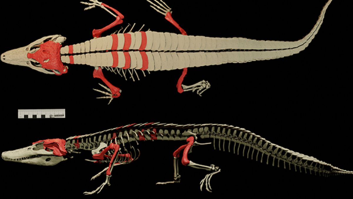 W Chile znaleziono szkielet sprzed 150 mln lat.