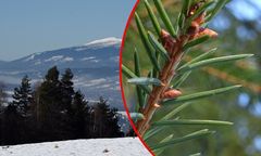 "Magazyny życia". Leśnicy o pączkach na Babiej Górze