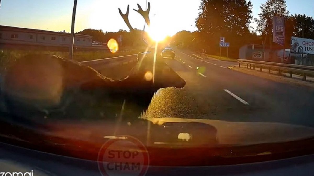 Szokujące nagranie. "Bliskie spotkanie z jeleniem". 