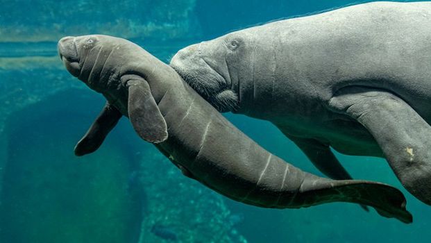 Wrocław. Wybierz imię dla manata. Zwierzę z ZOO czeka na wyniki głosowania