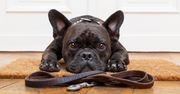 Buldog francuski - wychowanie, pielęgnacja, choroby, akcesoria