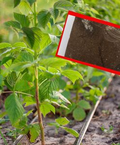 Wyrywał chwasty i zauważył w ziemi coś cennego. Sensacyjne odkrycie