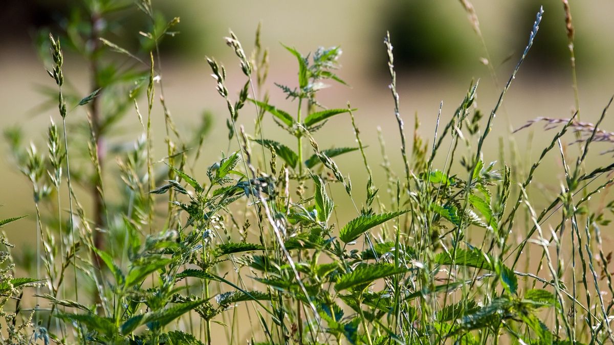 Pokrzywa rosnąca wśród traw