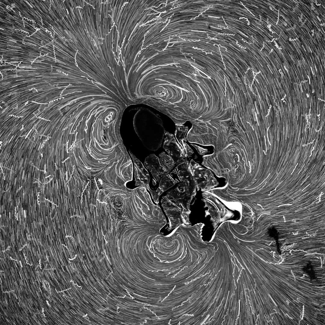 Wspaniały świat z bliska, czyli finaliści Nikon’s Small World 2016. Polacy wśród wyróżnionych 20