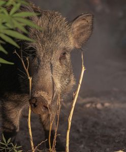 Nowe ogniska ASF u dzików. "Nie ma innego sposobu jak odstrzał"
