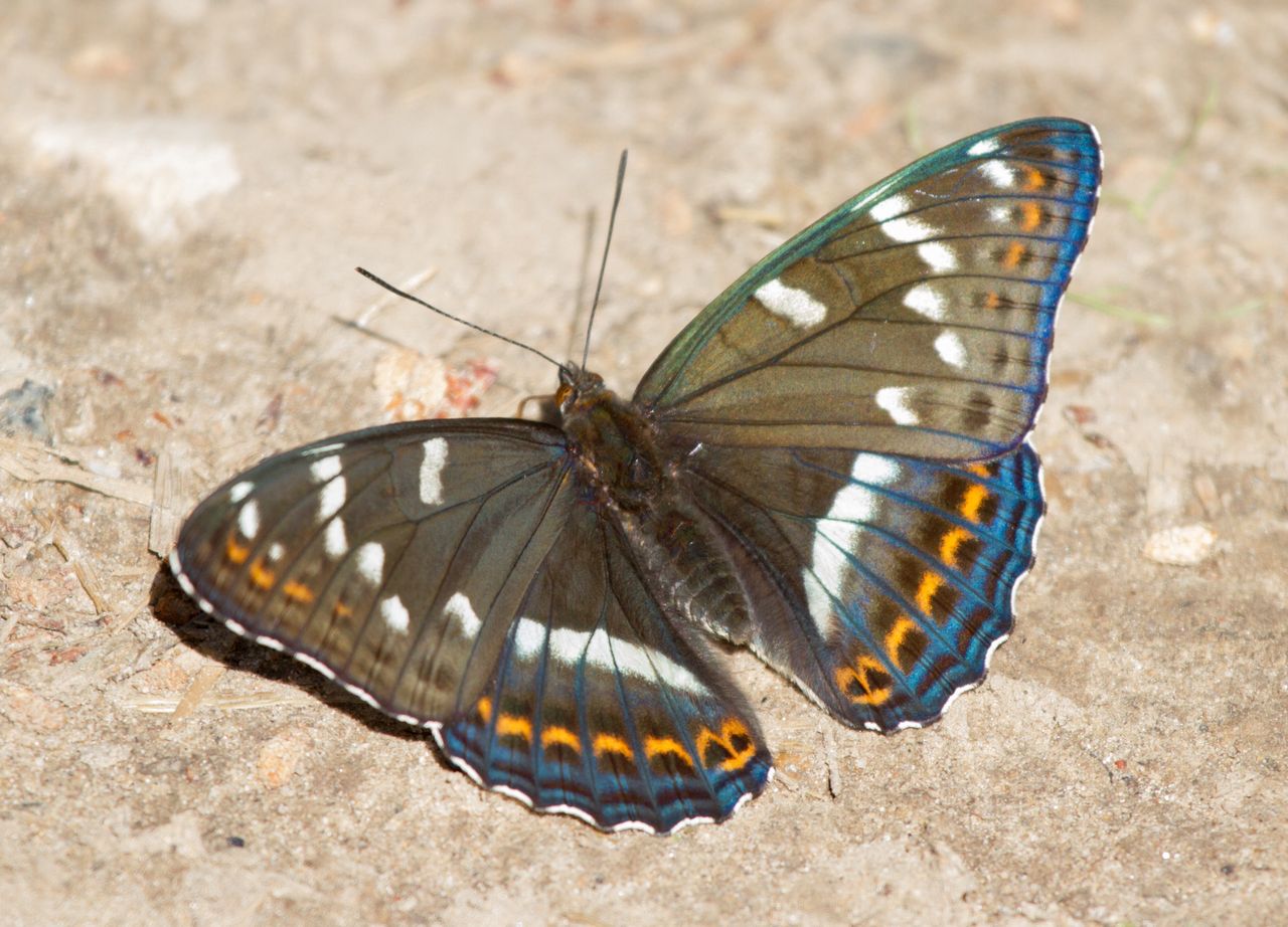 Spotkanie z leśnym arystokratą. Motyl, który gardzi kwiatami