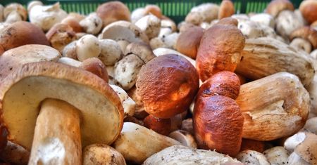Wysyp grzybów po ulewnych deszczach. Internauci chwalą się okazami