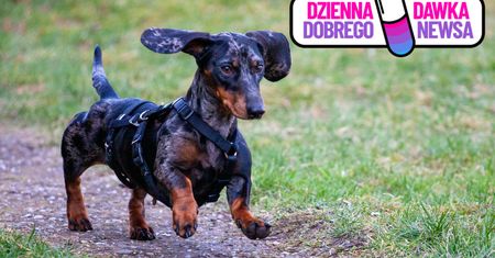 Jamnik przetrwał 529 dni w buszu. Trwa dyskusja nt. psich instynktów