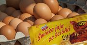 Ostrzeżenie GIS. Salmonella w popularnych jajkach. Uwaga, bakteria jest na skorupkach