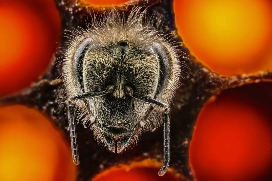 Fotografia w służbie natury, czyli pierwsze 21 dni pszczoły