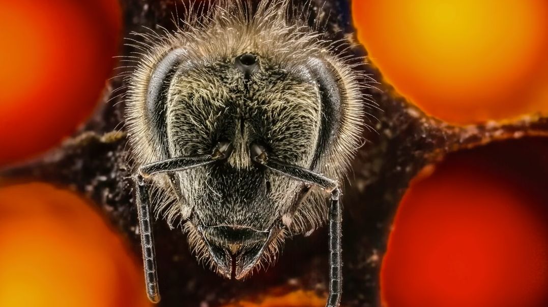 Fotografia w służbie natury, czyli pierwsze 21 dni pszczoły 1