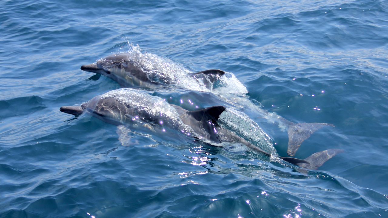 Delfiny chronią twierdzy Rosjan. Ssaki pełnią służbę w Sewastopolu