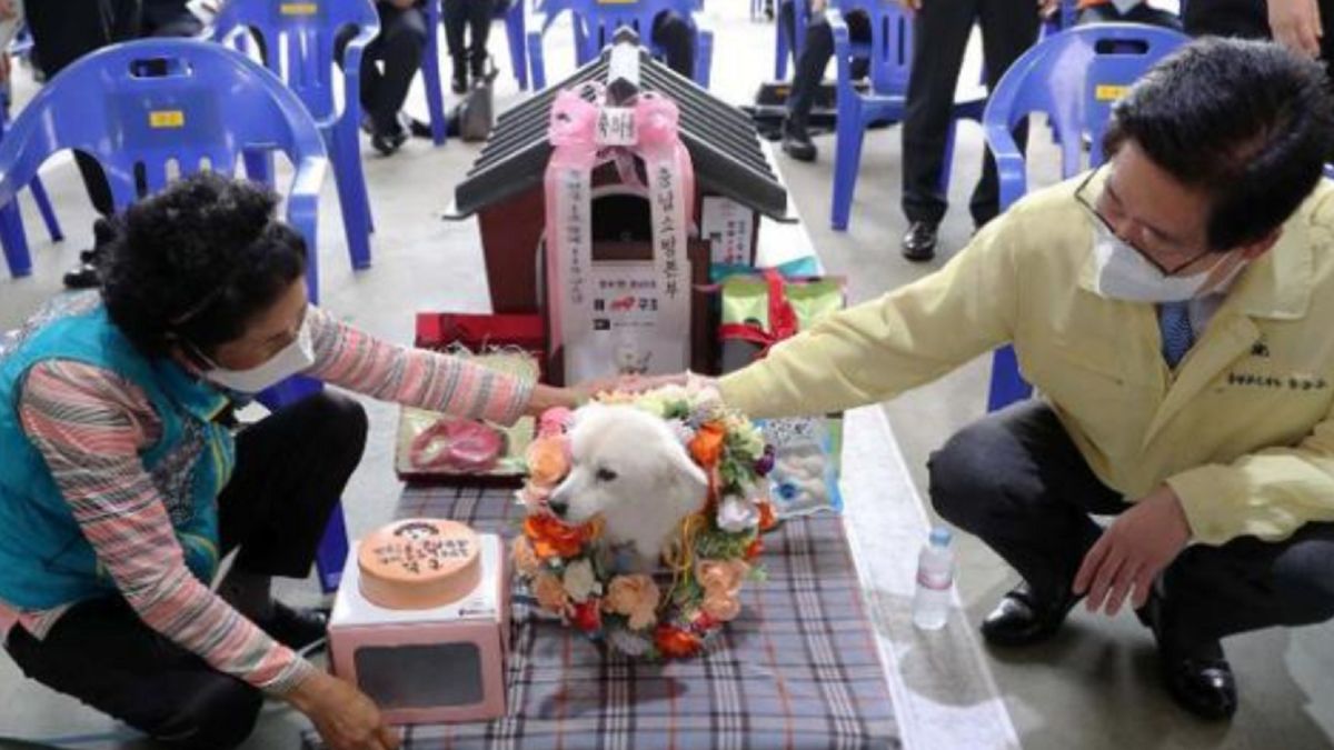 Pies został nagrodzony przez lokalne władze.