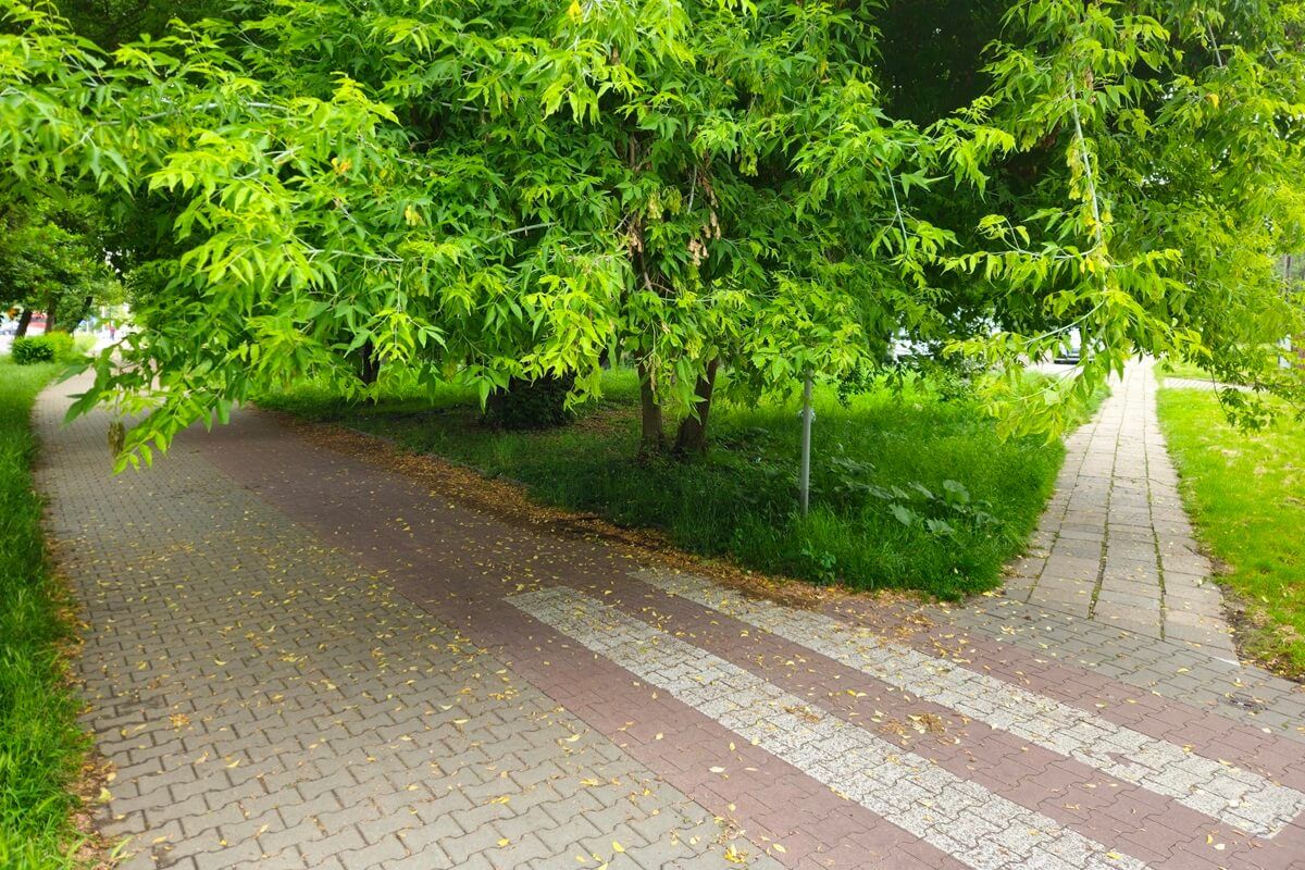 Gałęzie opadające na ścieżkę rowerową na al. Andersa