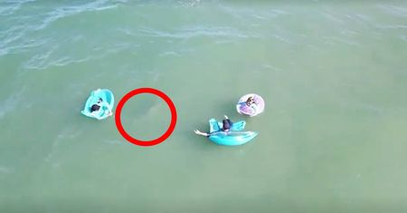Spokojnie pływali w oceanie. Dron nagrał, co czaiło się koło nich