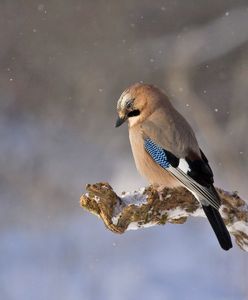 Pogoda na sobotę. Miejscami słabo popada