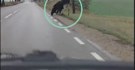 Zobaczył go na Mazurach. Na szczęście wszystko nagrywał