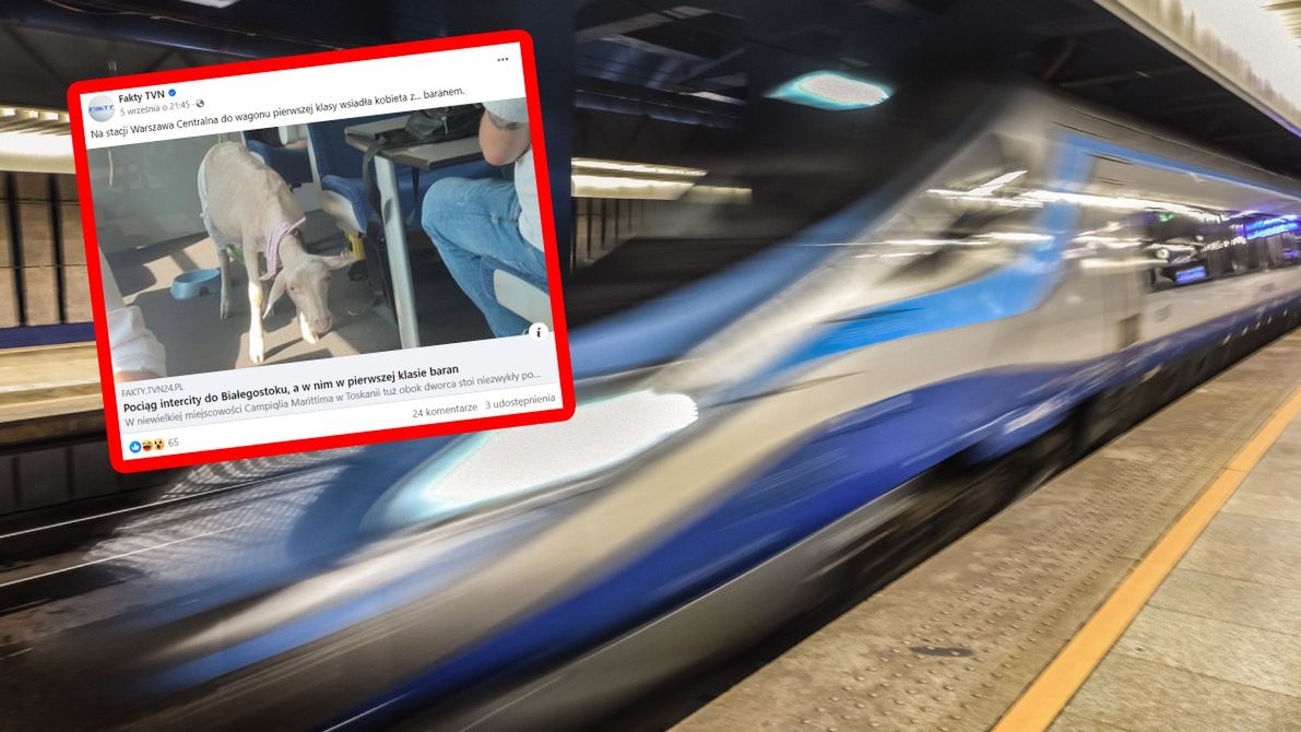 Zdjęcia kobiety z baranem obiegły Polskę