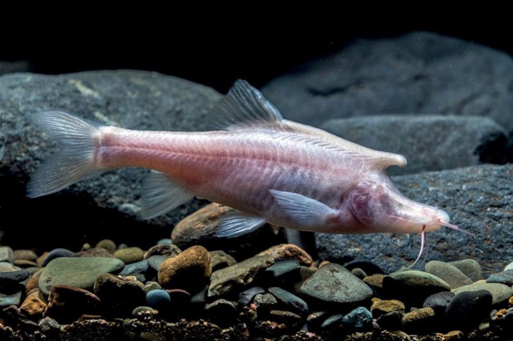 Naukowcy odkryli jednorożca. To ryba
