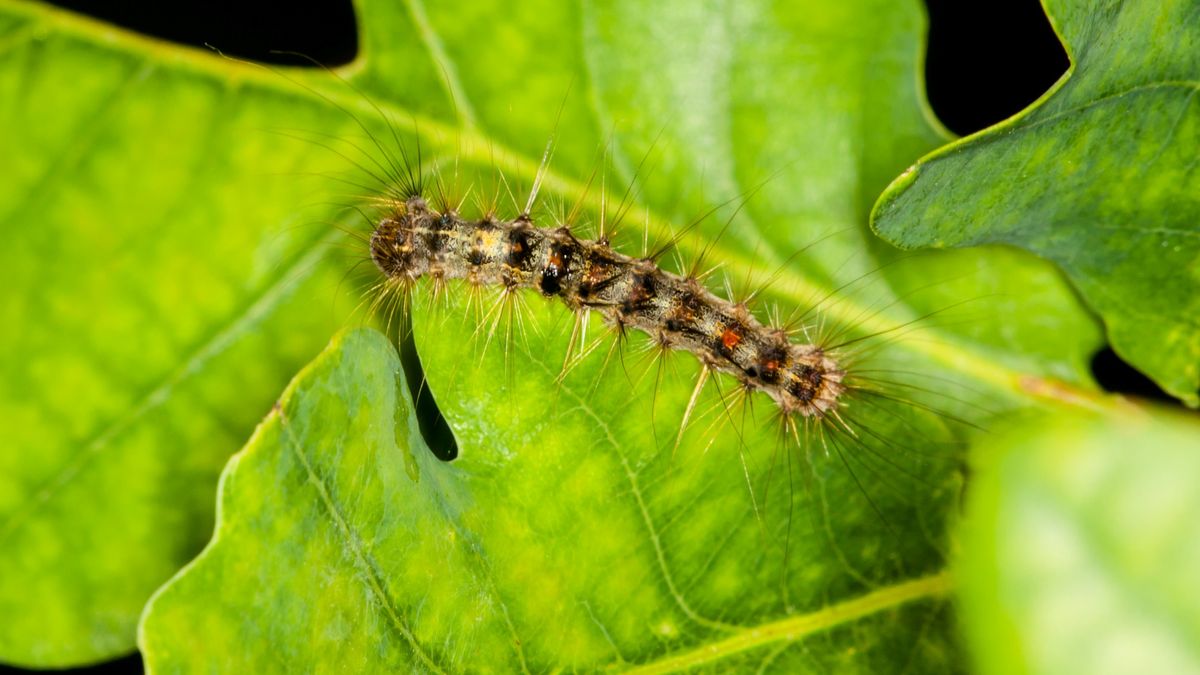 Korowódka dębówka