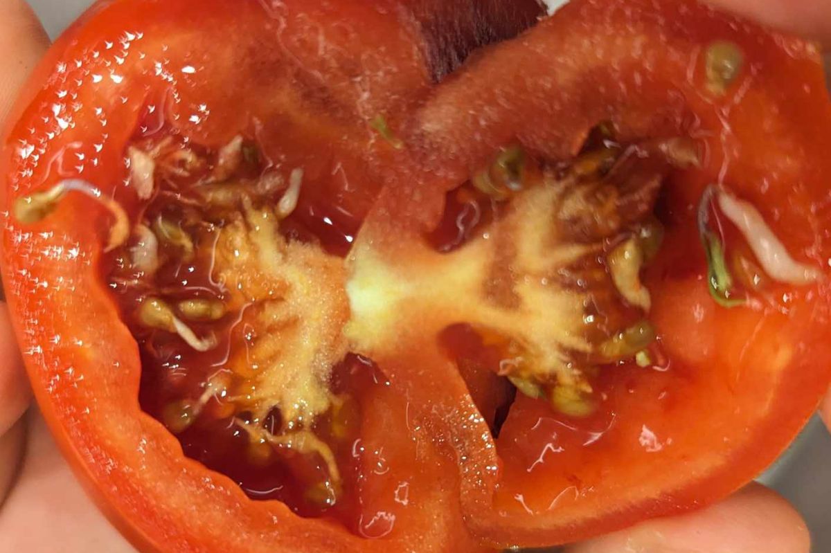 Białe nitki w pomidorach to kiełki. Czy jednak są bezpieczne do spożycia? 