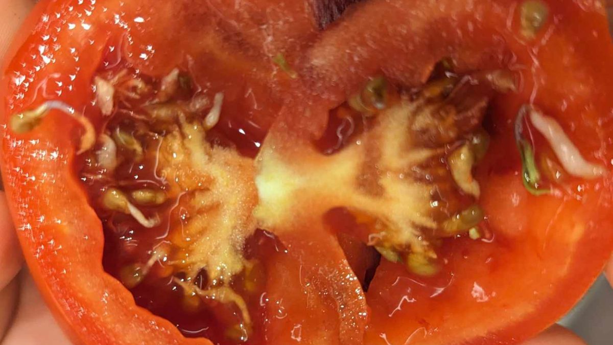 Białe nitki w pomidorach to kiełki. Czy jednak są bezpieczne do spożycia? 