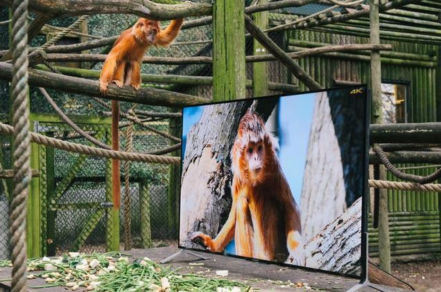 Małpy i lemury oglądają telewizję w 4K