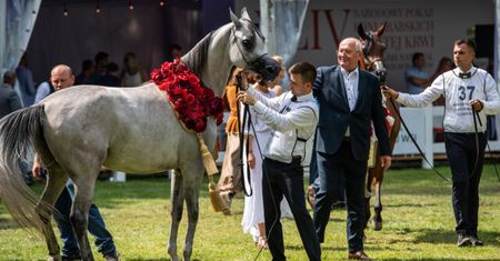 Prawie  1,6 mln euro za konie na aukcji Pride of Poland.