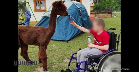 Martwe alpaki w ośrodku nad jeziorem Gopło. „Matka przykryła półtoramiesięczne maleństwo ciałem”