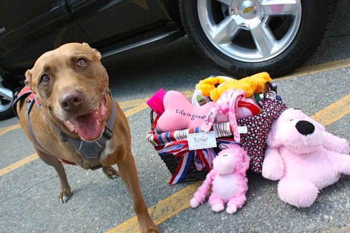 Lilly the Hero Pit Bull/facebook