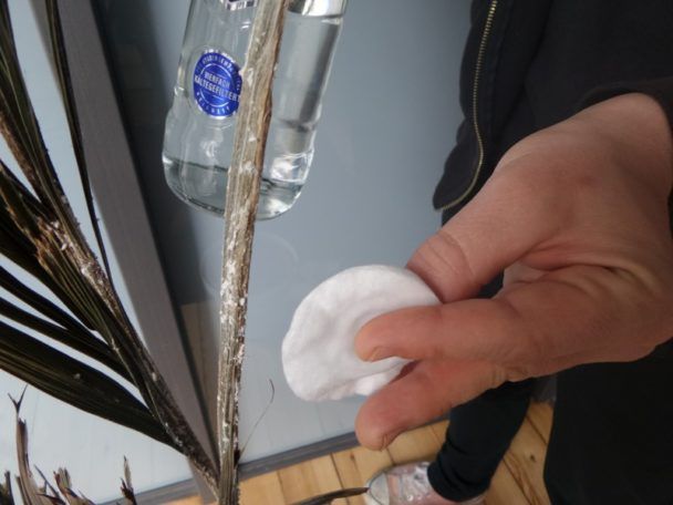Wódka pomoże również Twoim roślinom doniczkowym. Przemyj je wodą, a następnie nasącz wacik wódką i ponownie przemyj liście. I to wszystko!