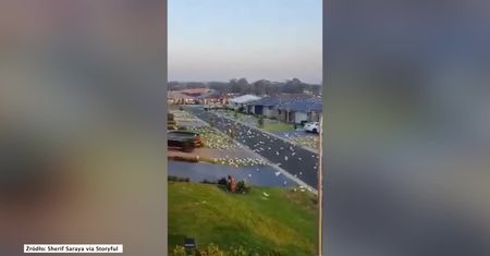 Scena jak z horroru. Stado kakadu opanowało jedną z ulic miasta.