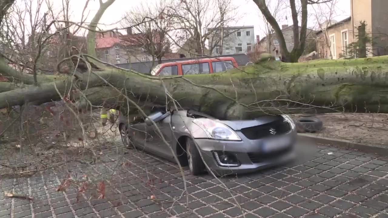 Skutki wichur w Polsce. Kilka samochodów zniszczonych w Zielonej Górze przez połamane drzewa