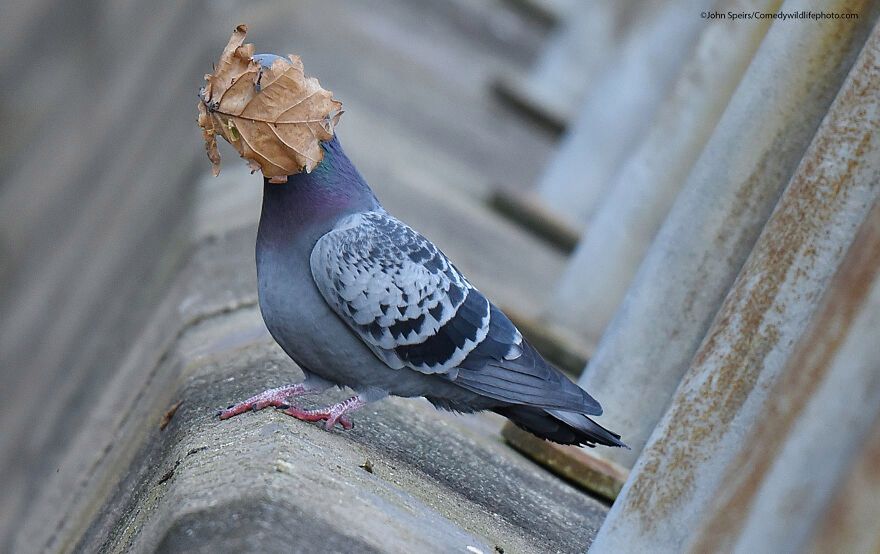 John Speirs/Comedy Wildlife Photography Awards