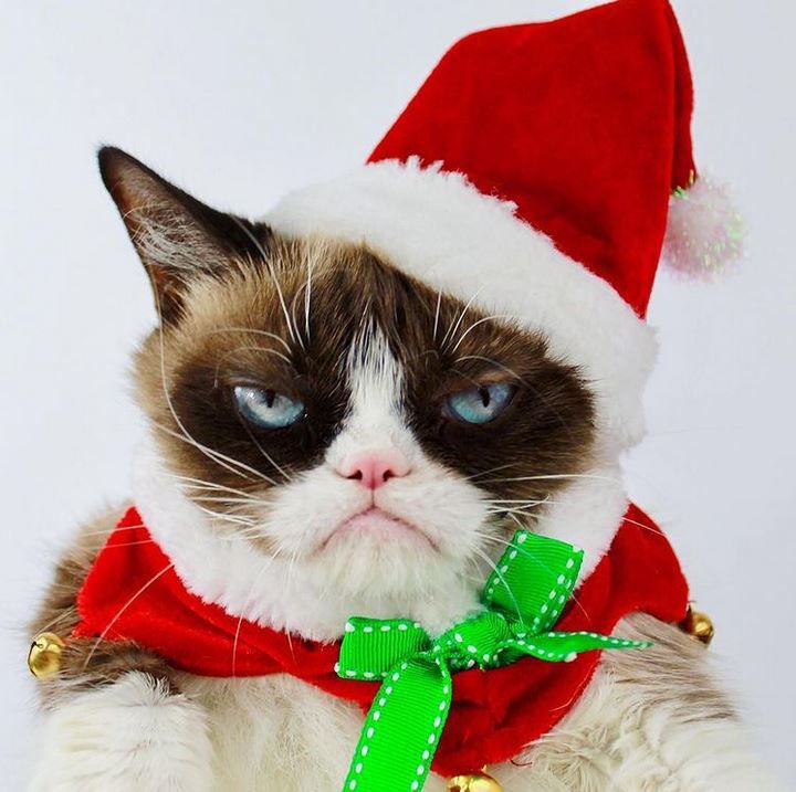 realgrumpycat/instagram