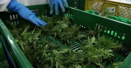 Medyczna marihuana jest legalna, ale prowadzenie pod jej wpływem – nie. Policja przypomina i ostrzega