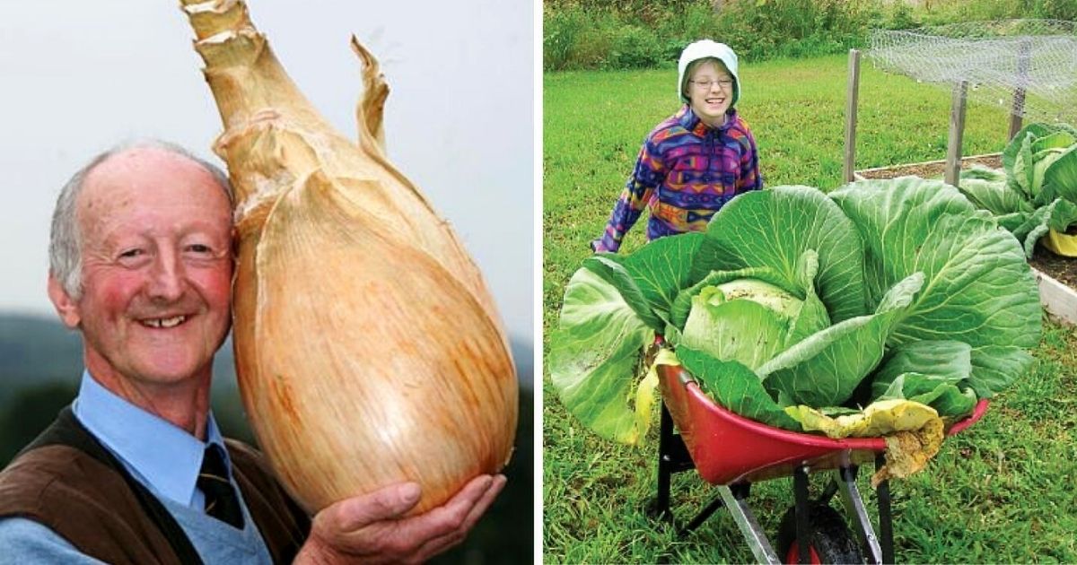 15 gigantycznych warzyw, które ciężko utrzymać w rękach. Spełnienie marzeń rolników!
