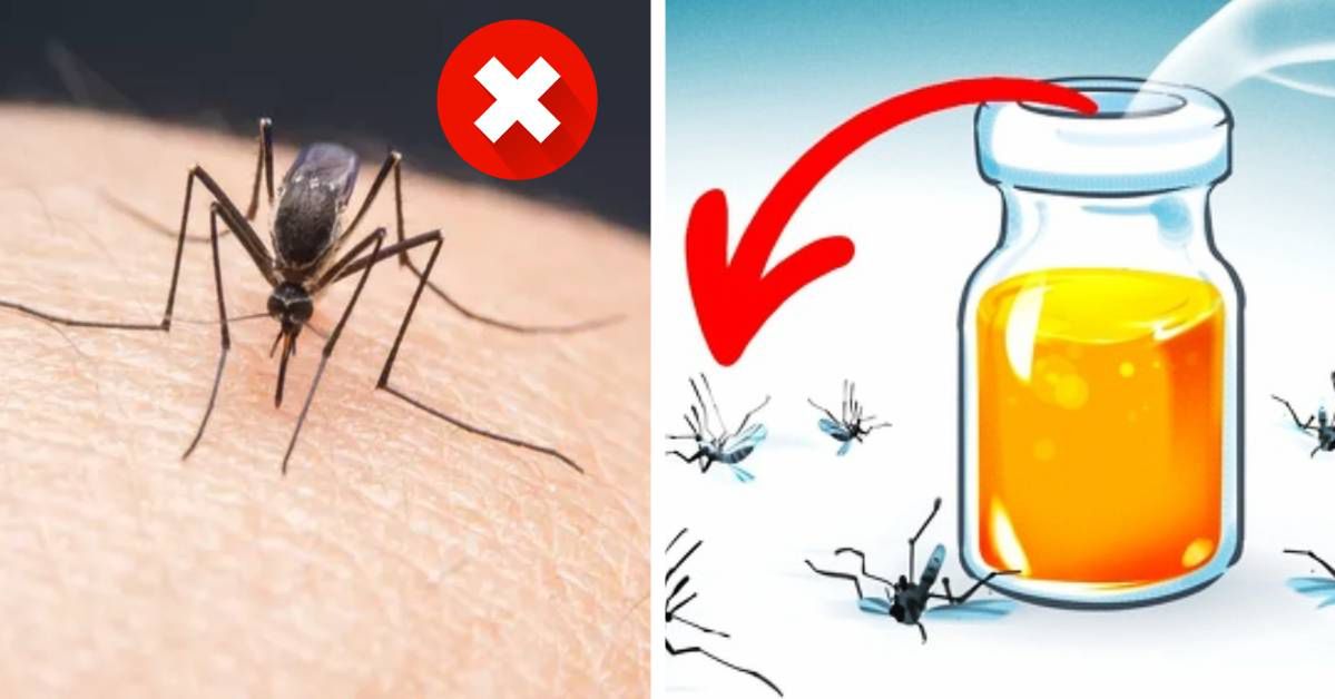 11 Fragrant Ways You Can Effectively Repel Mosquitoes