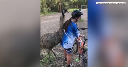 Podróż rowerem przerwana przez… emu. Ptak próbował zaprzyjaźnić się z dziewczyną