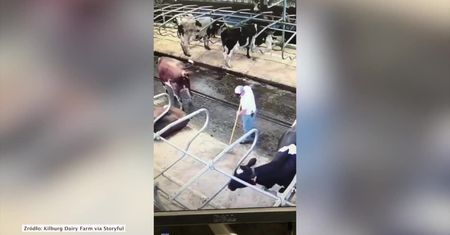 Krowa musiała za potrzebą. “Wystrzeliła” wprost na farmera sprzątającego oborę