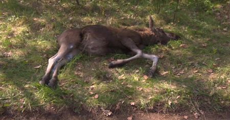 Łoś zderzył się z dwoma samochodami pod Sosnowcem. Nic mu się nie stało i “poszedł w las”