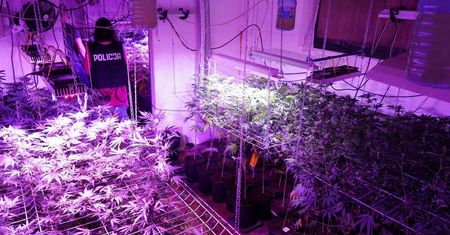 PLANTACJE UKRYTE ZA SZAFĄ