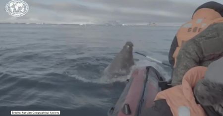 Mors zaatakował łódź naukowców na Oceanie Arktycznym. Zwierzę pilnowało młodych