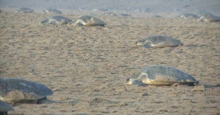 Wielka wyprawa żółwi oliwkowych. Setki tysięcy samic złożyło jaja na plaży w Indii