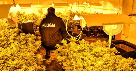 POLICJANCI ZLIKWIDOWALI PLANTACJĘ I ZABEZPIECZYLI BLISKO 9 KG KONOPI INDYJSKICH