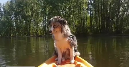 Drzemka w kajaku to nie najlepszy pomysł. Ten pies się o tym przekonał