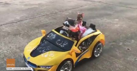 Zwierzęcy gang „wozi się” po mieście