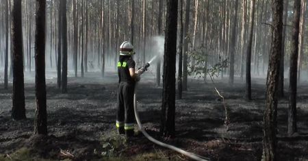 Pod Piłą spłonęło 5 hektarów lasu. “Gleba jest zniszczona. Trzeba ją wymienić, by las się odnowił”