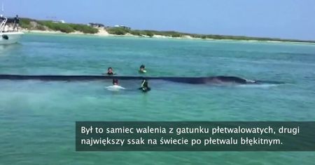 Przywiązali ogon linami i odholowali 18-metrowego wieloryba. Akcja ratunkowa u wybrzeży meksykańskiej wyspy