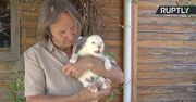 Białe lwiątko przyszło na świat w rezerwacie pod Sevillą. Pierwszy albinos urodzony w niewoli